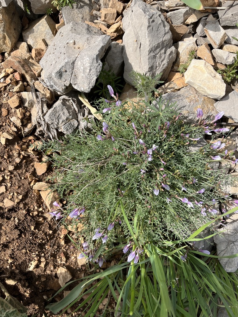 Astragalus pachyrrhizus photo 4