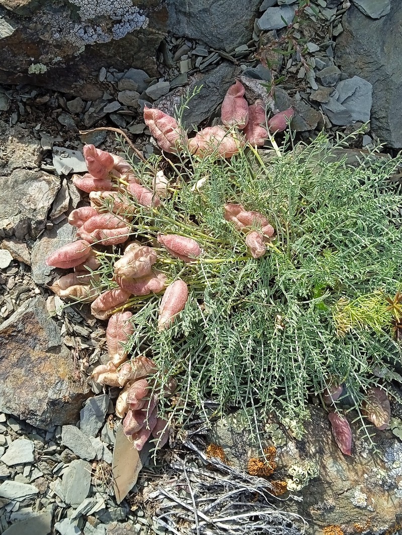 Astragalus pachyrrhizus photo 5