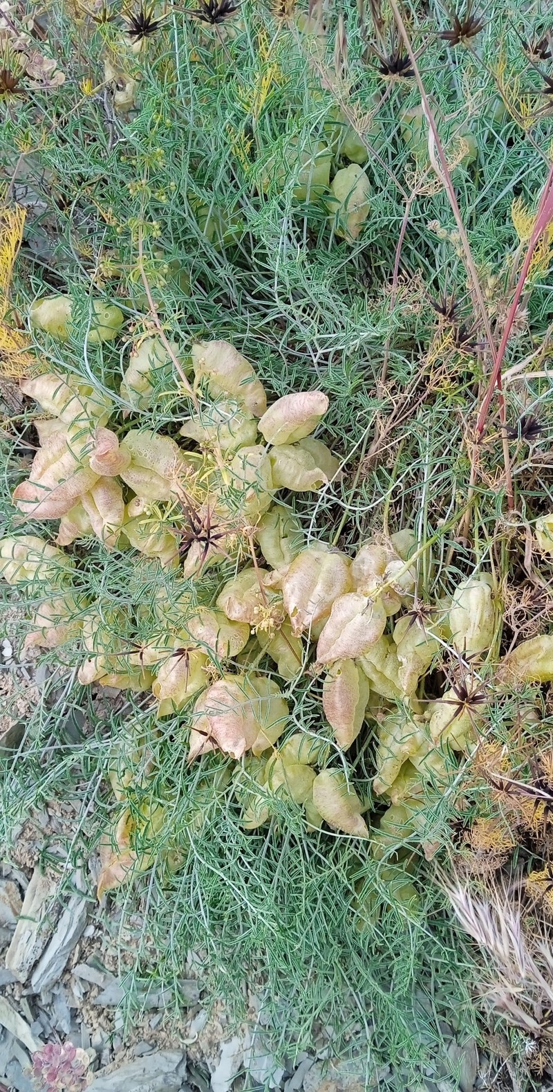 Astragalus pachyrrhizus photo 6