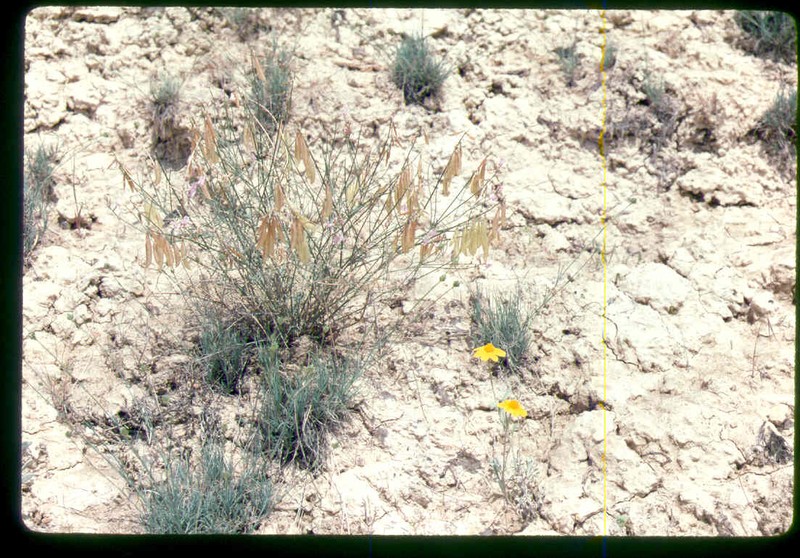 Astragalus packardiae