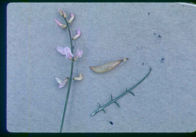 Astragalus packardiae photo 2