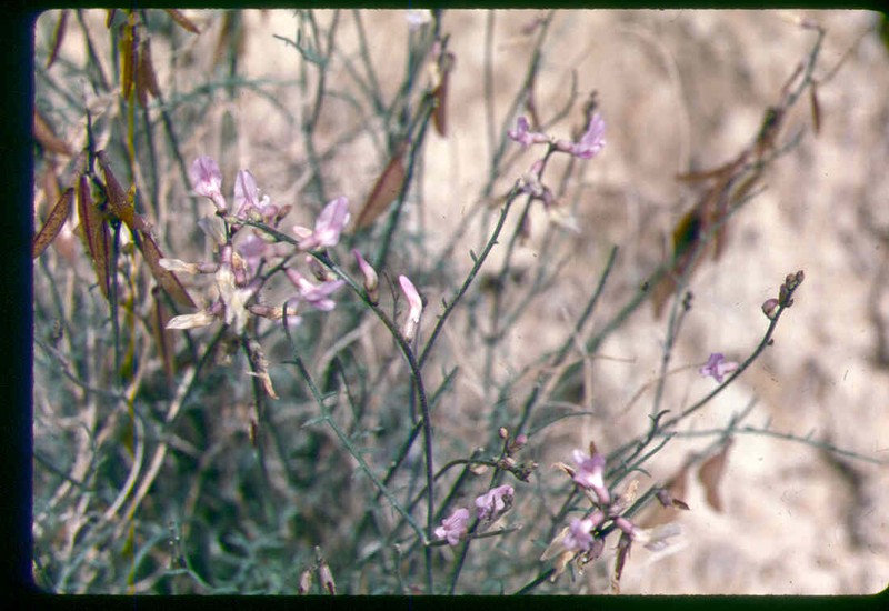 Astragalus packardiae photo 3