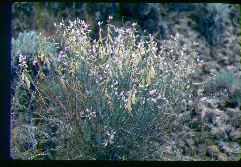 Astragalus packardiae photo 4