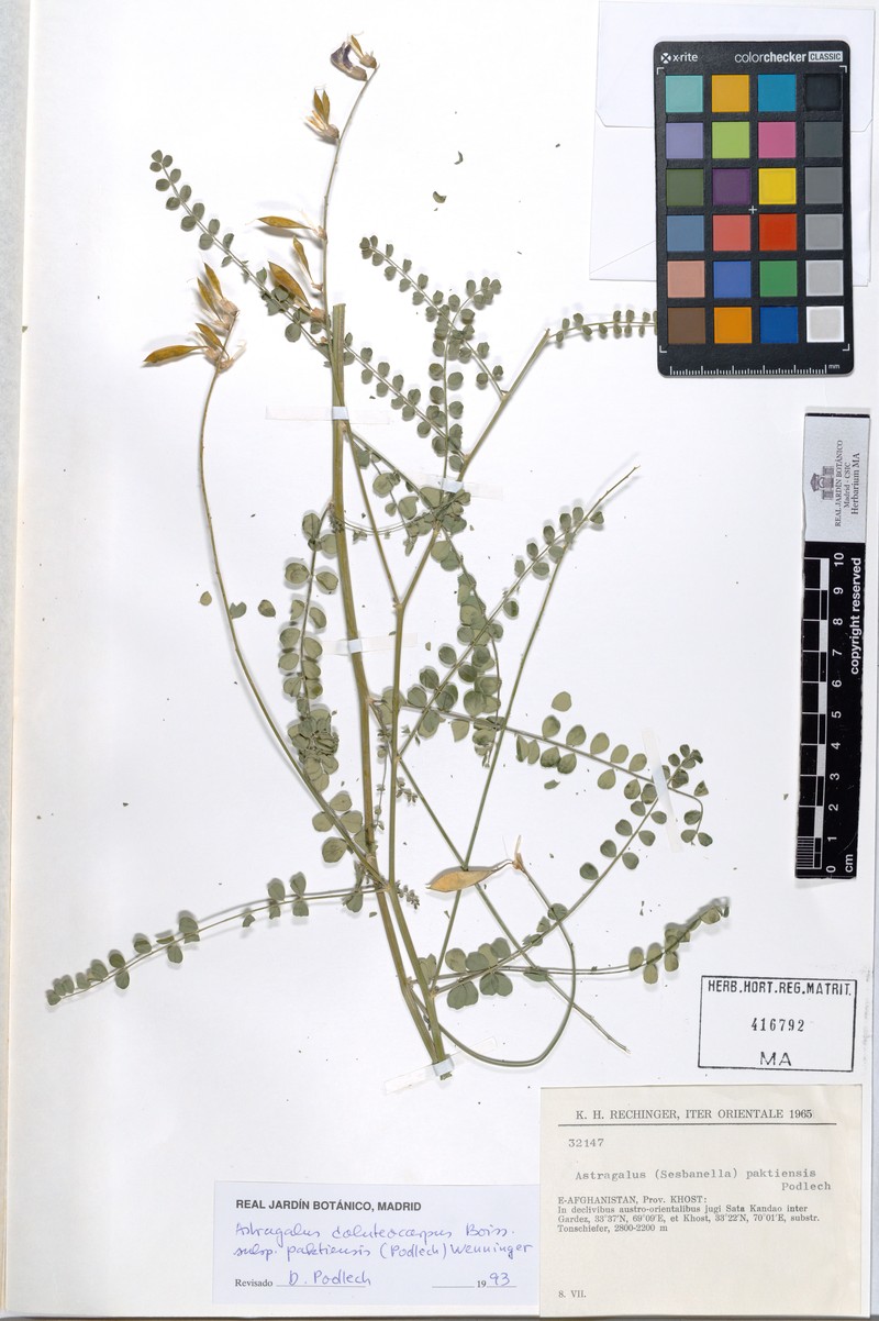 Astragalus paktiensis