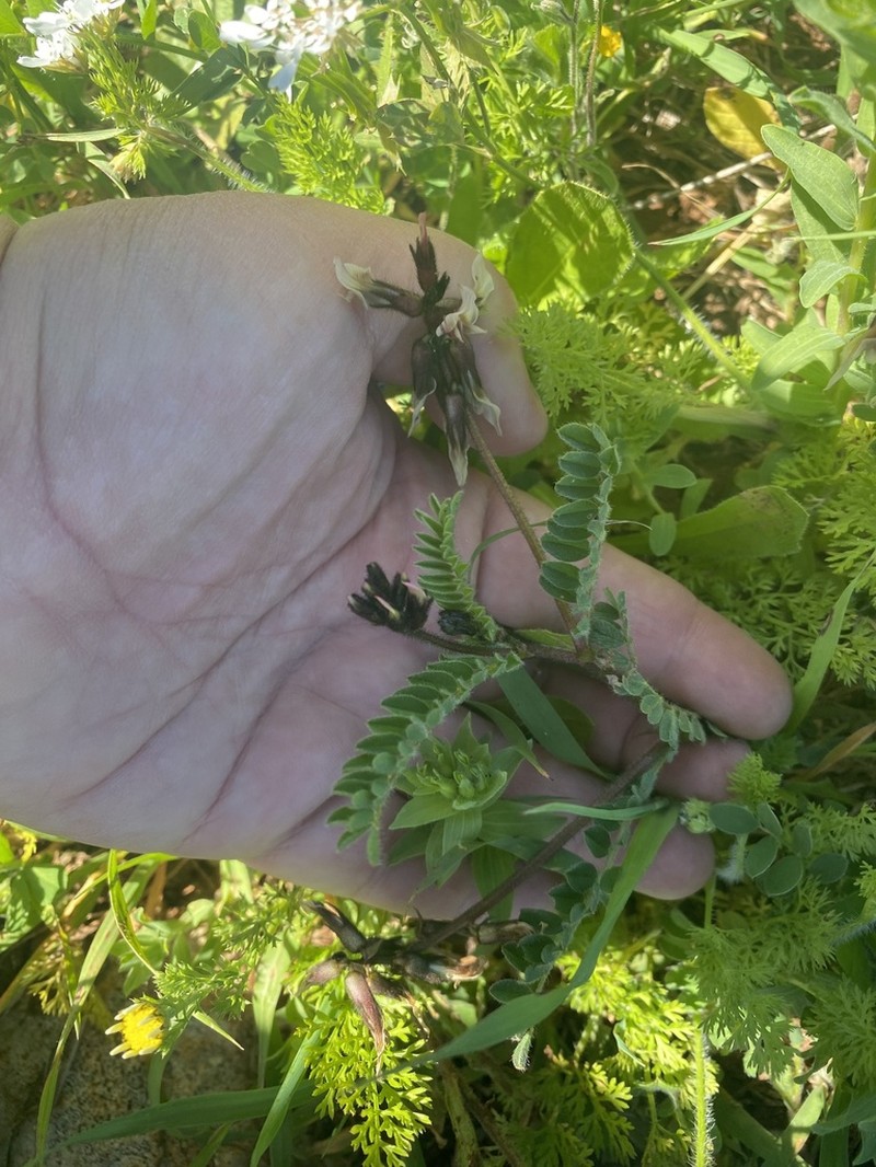 Astragalus palaestinus photo 2