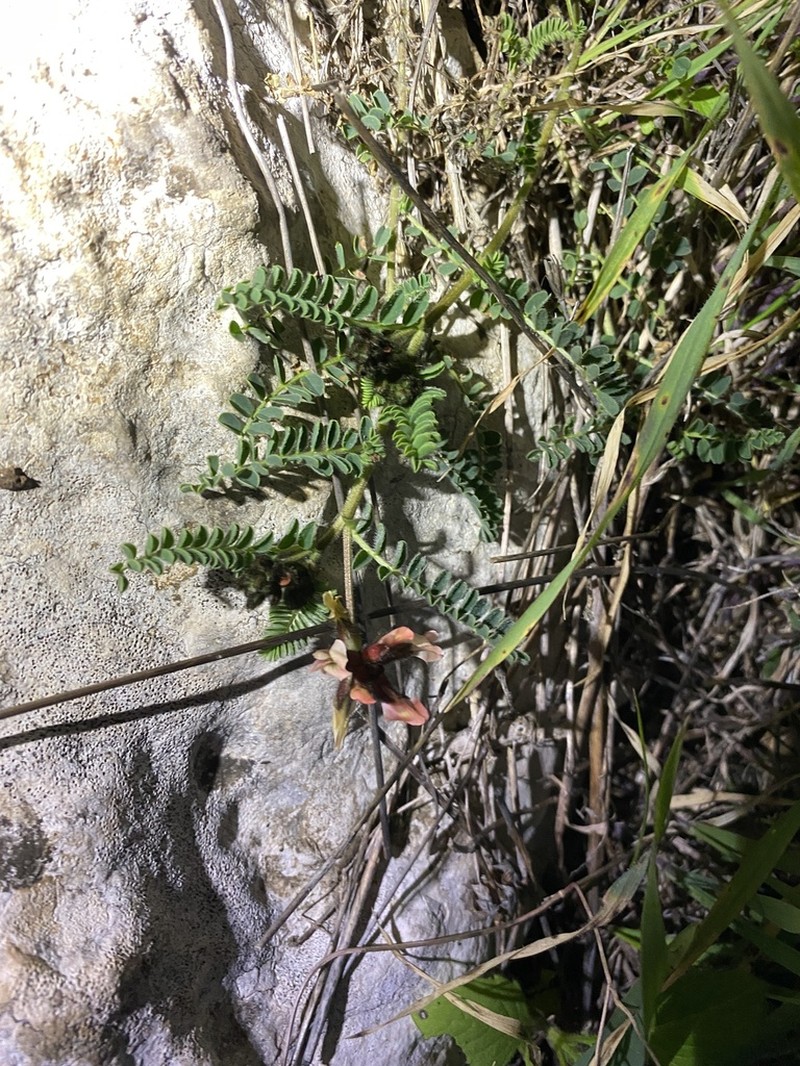 Astragalus palaestinus photo 3