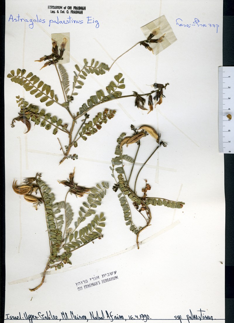 Astragalus palaestinus photo 4