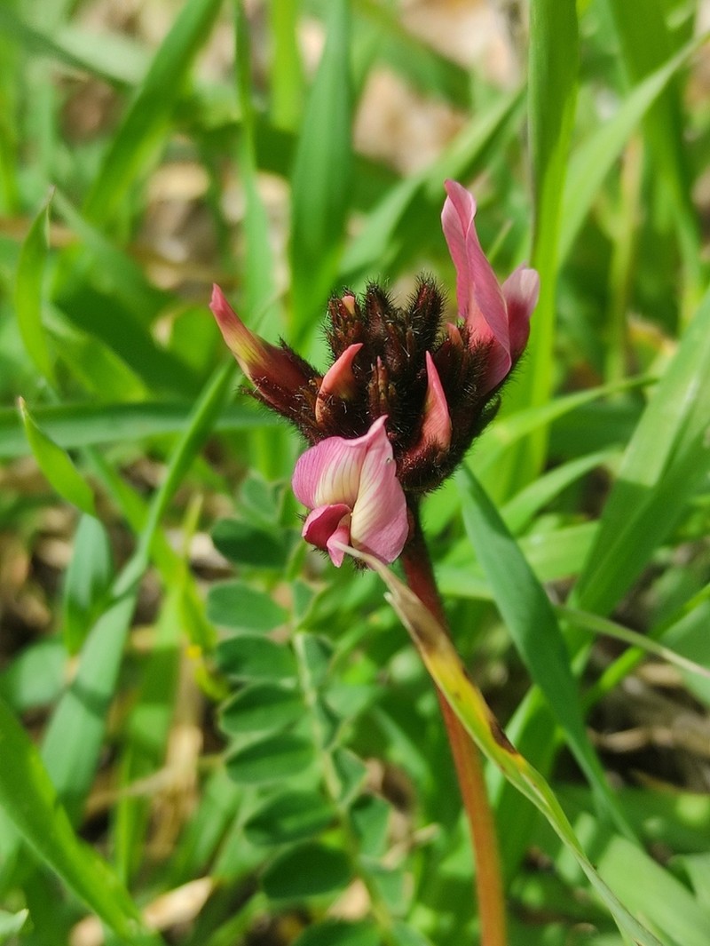 Astragalus palaestinus photo 5