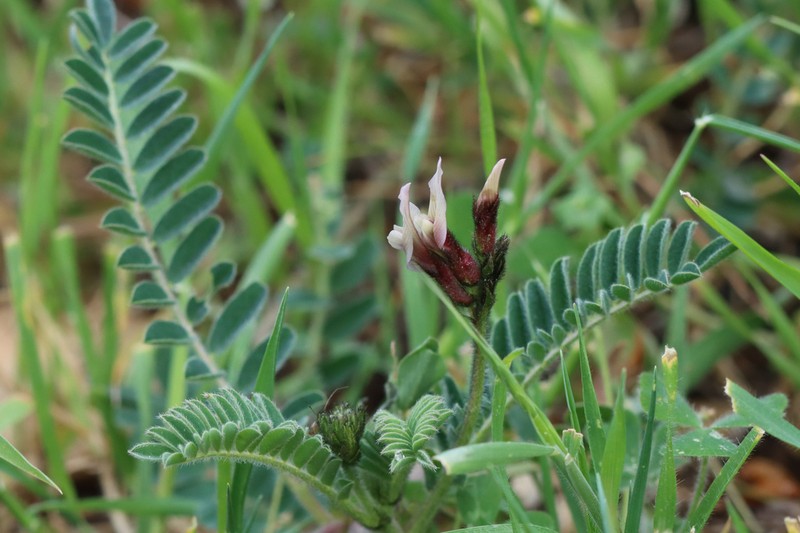 Astragalus palaestinus photo 6