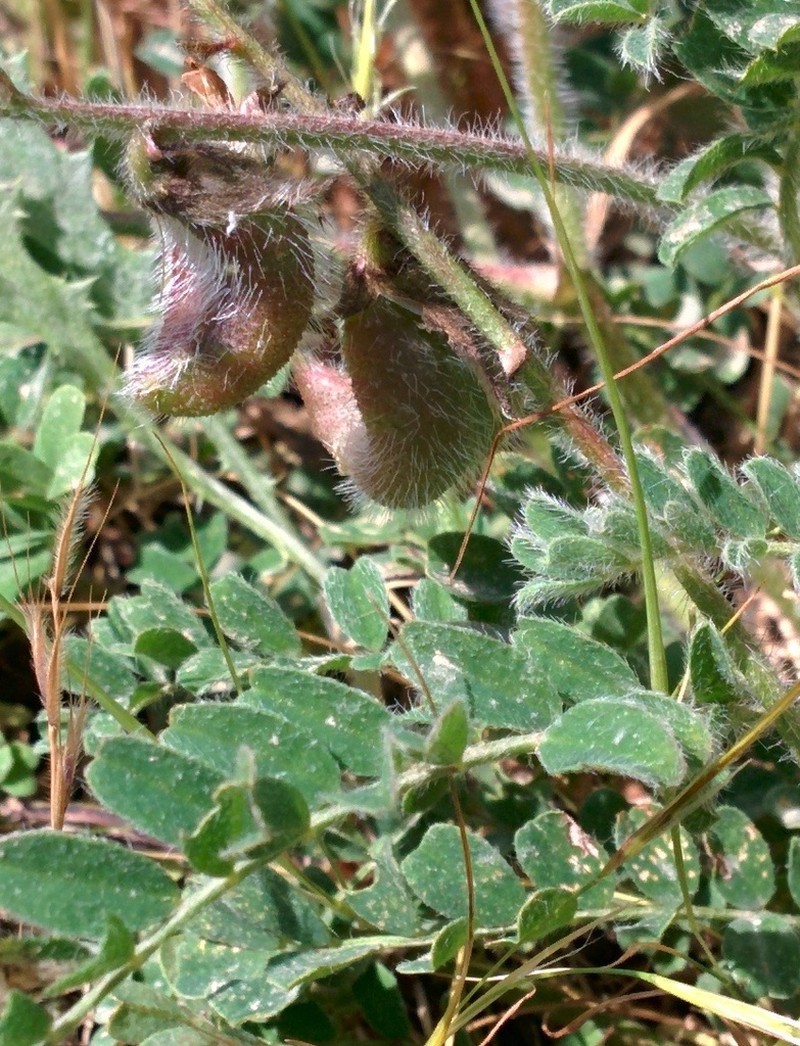 Astragalus palaestinus photo 7