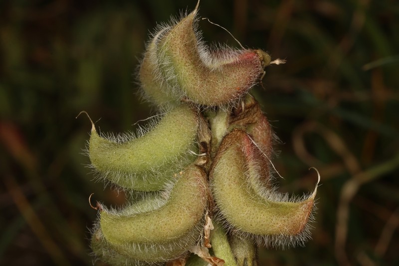 Astragalus palaestinus photo 8