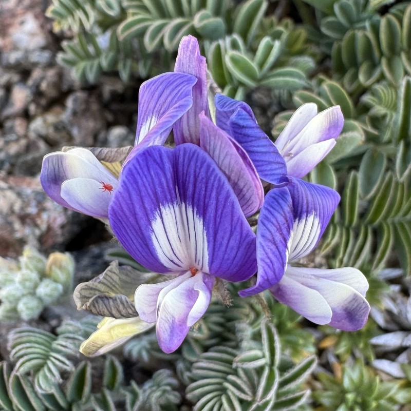 Astragalus palenae