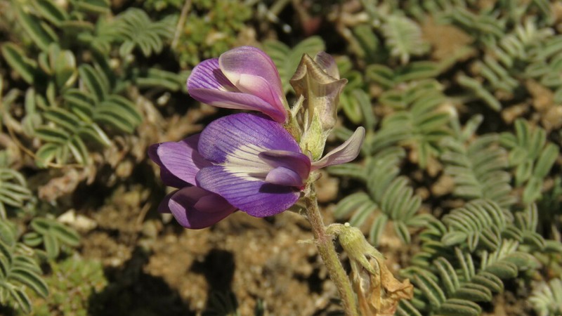 Astragalus palenae photo 2