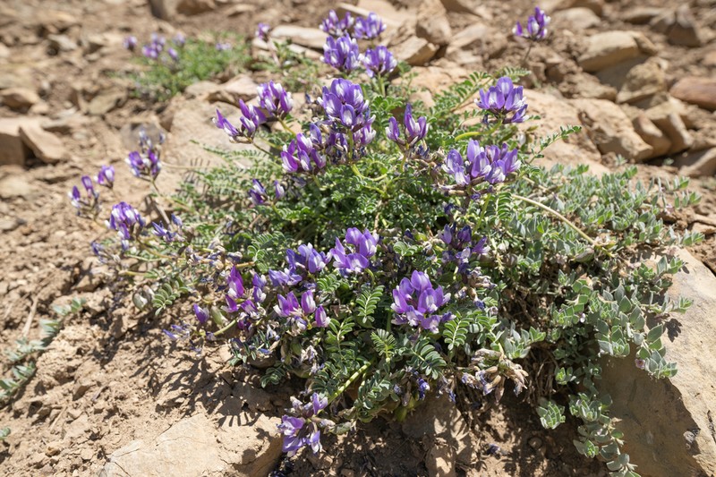 Astragalus palenae photo 3