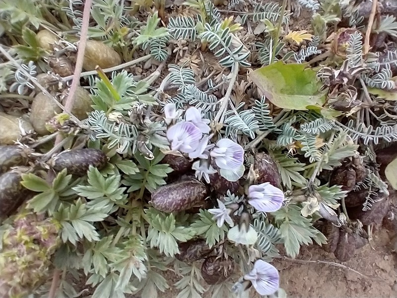 Astragalus palenae photo 4