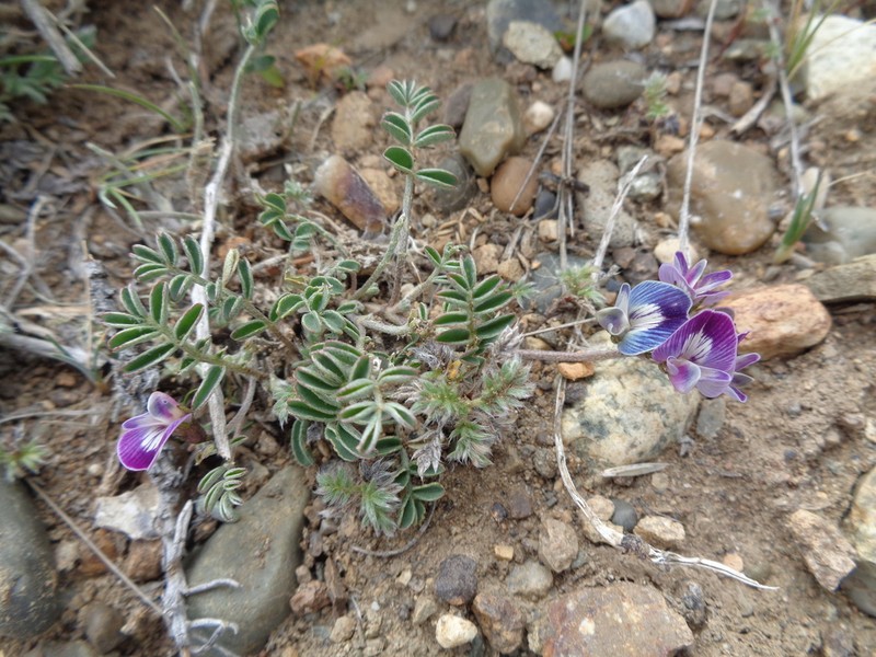 Astragalus palenae photo 5