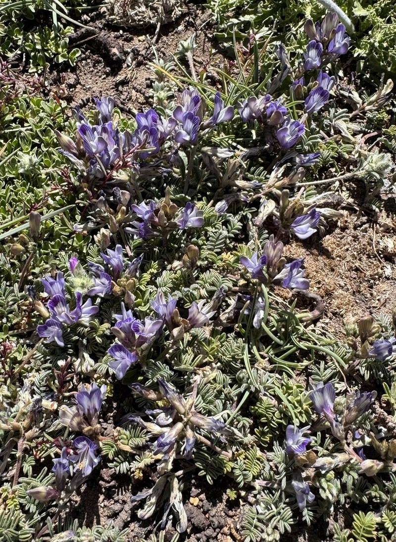 Astragalus palenae photo 6