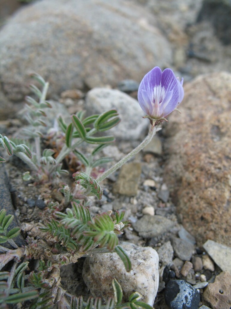 Astragalus palenae photo 7