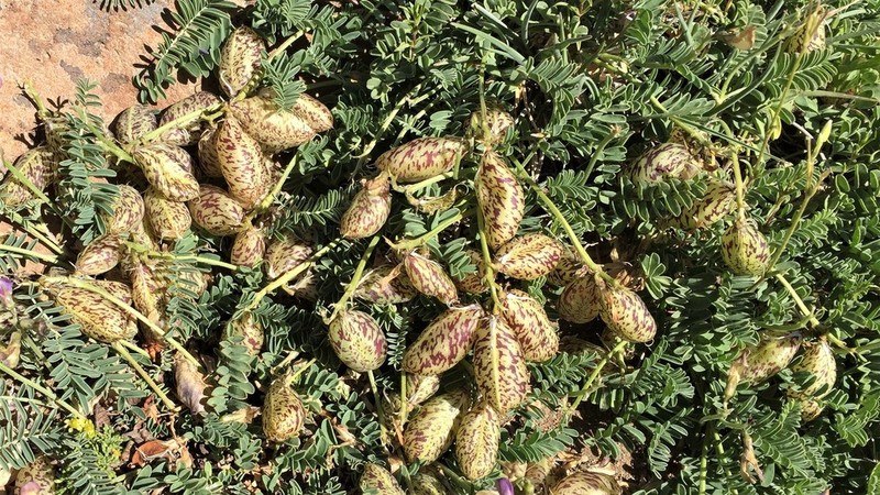 Astragalus palenae photo 8