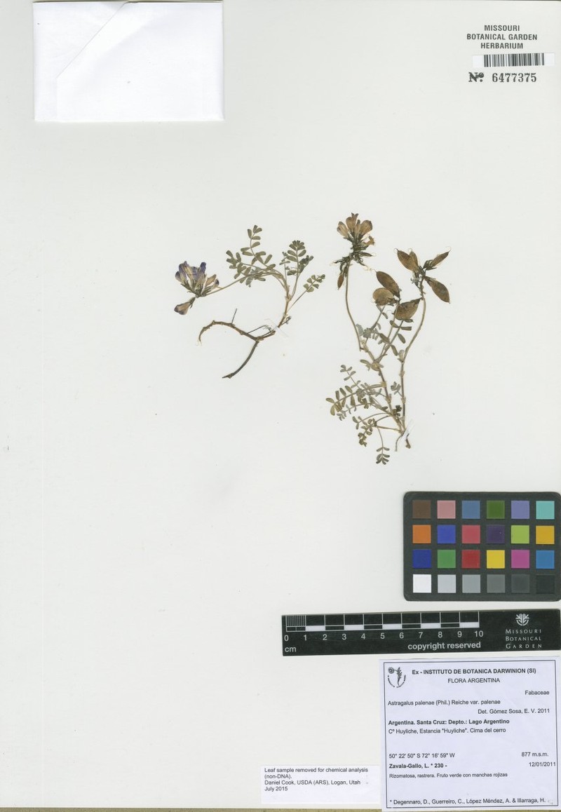 Astragalus palenae var. palenae