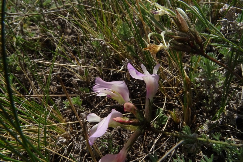 Astragalus palibinii