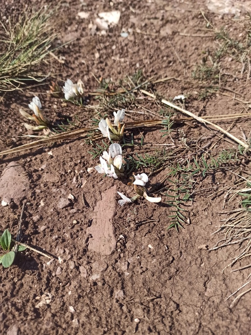Astragalus palibinii photo 2