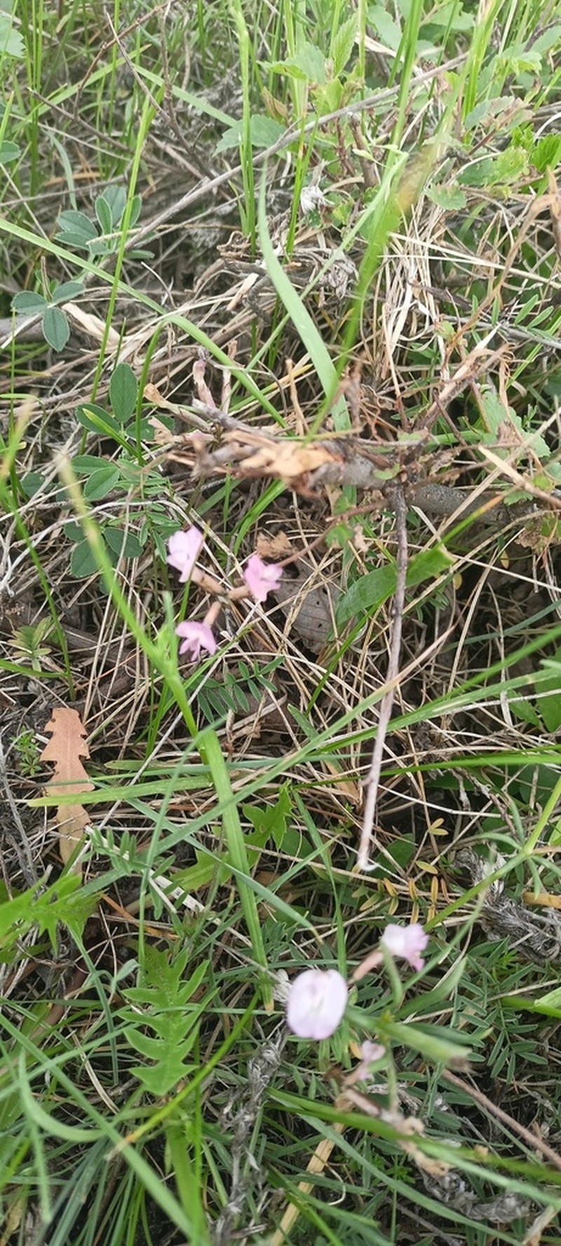 Astragalus palibinii photo 3