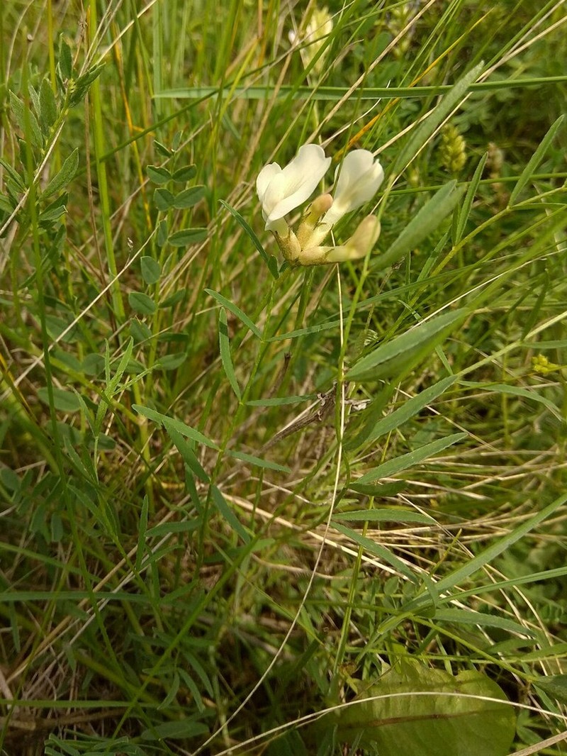 Astragalus palibinii photo 4