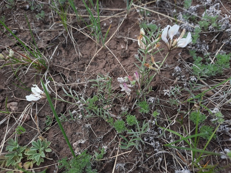 Astragalus palibinii photo 5