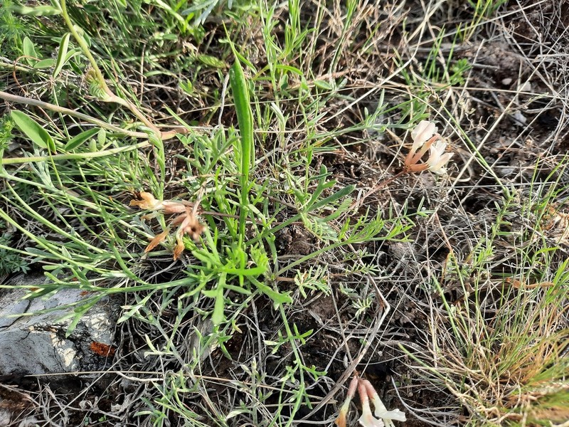 Astragalus palibinii photo 6