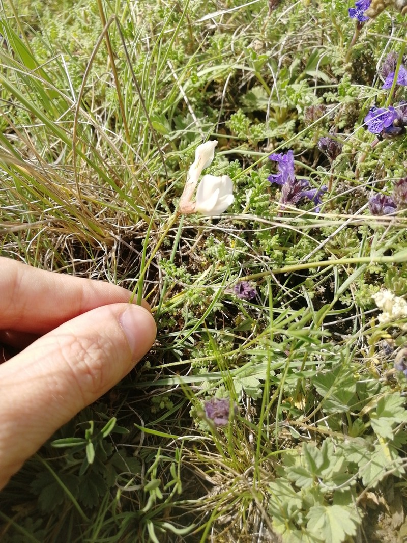 Astragalus palibinii photo 7