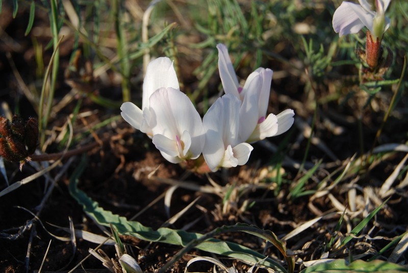 Astragalus palibinii photo 8