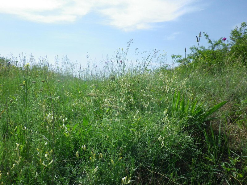 Astragalus pallescens