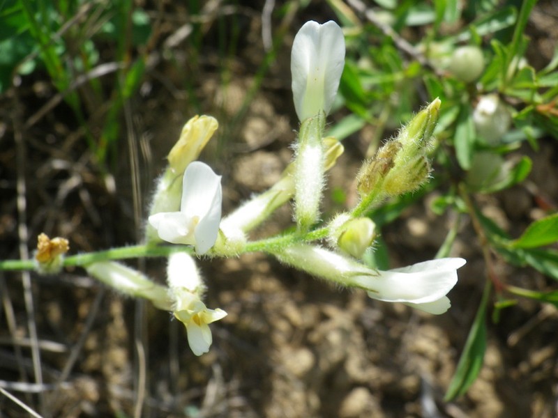 Astragalus pallescens photo 2