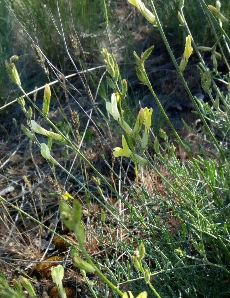 Astragalus pallescens photo 3