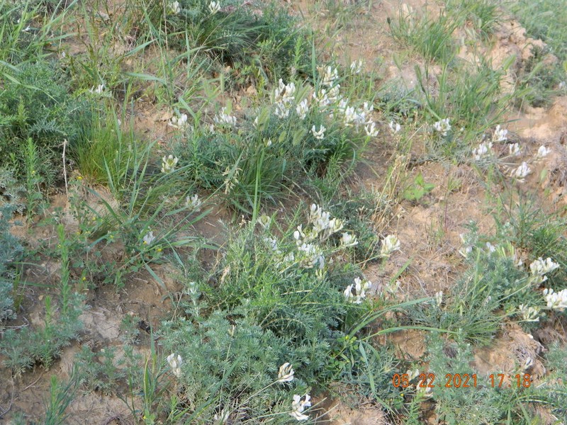 Astragalus pallescens photo 4