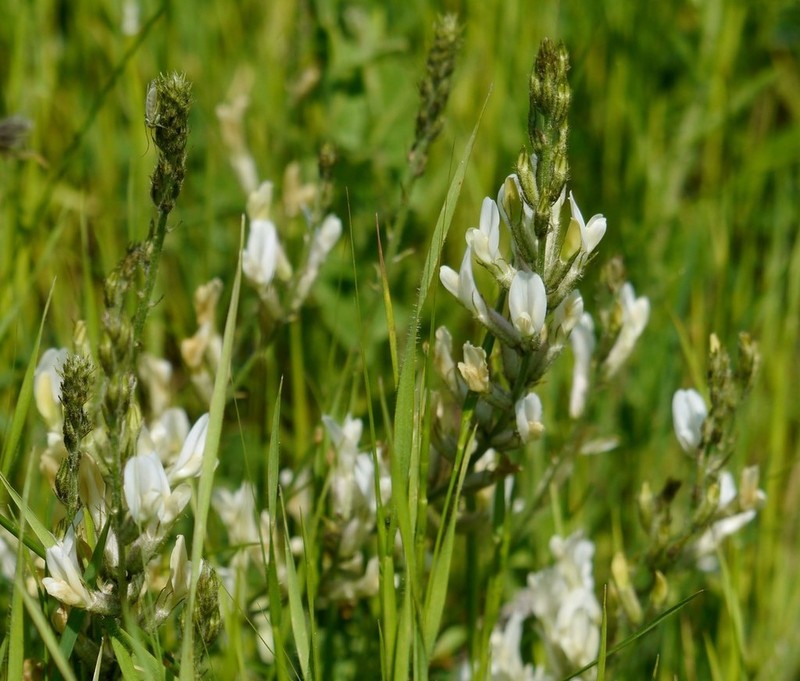 Astragalus pallescens photo 5