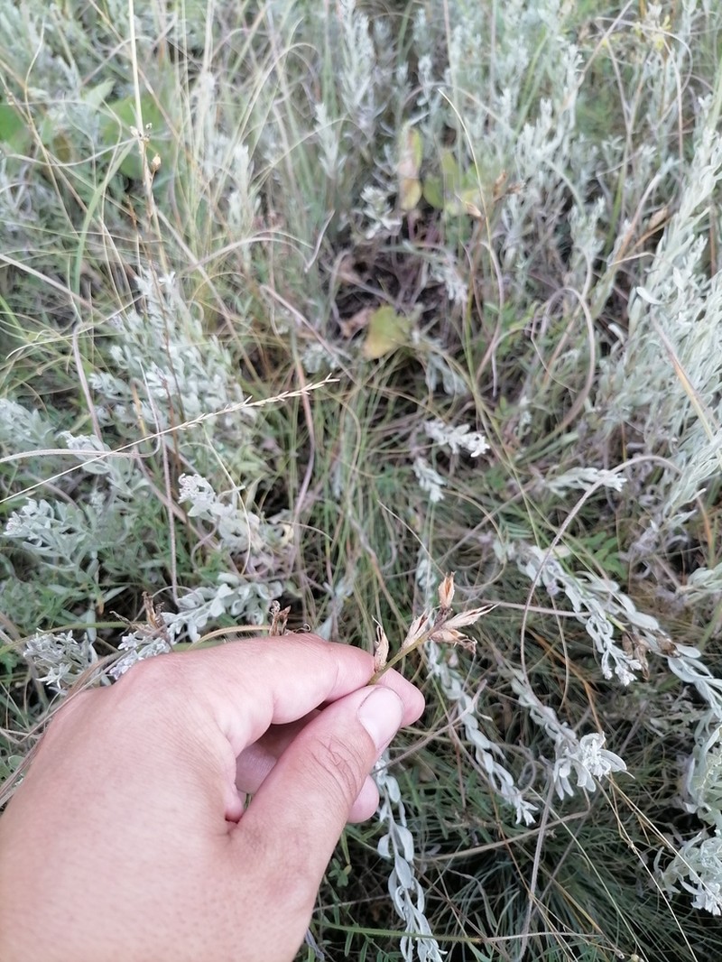 Astragalus pallescens photo 6