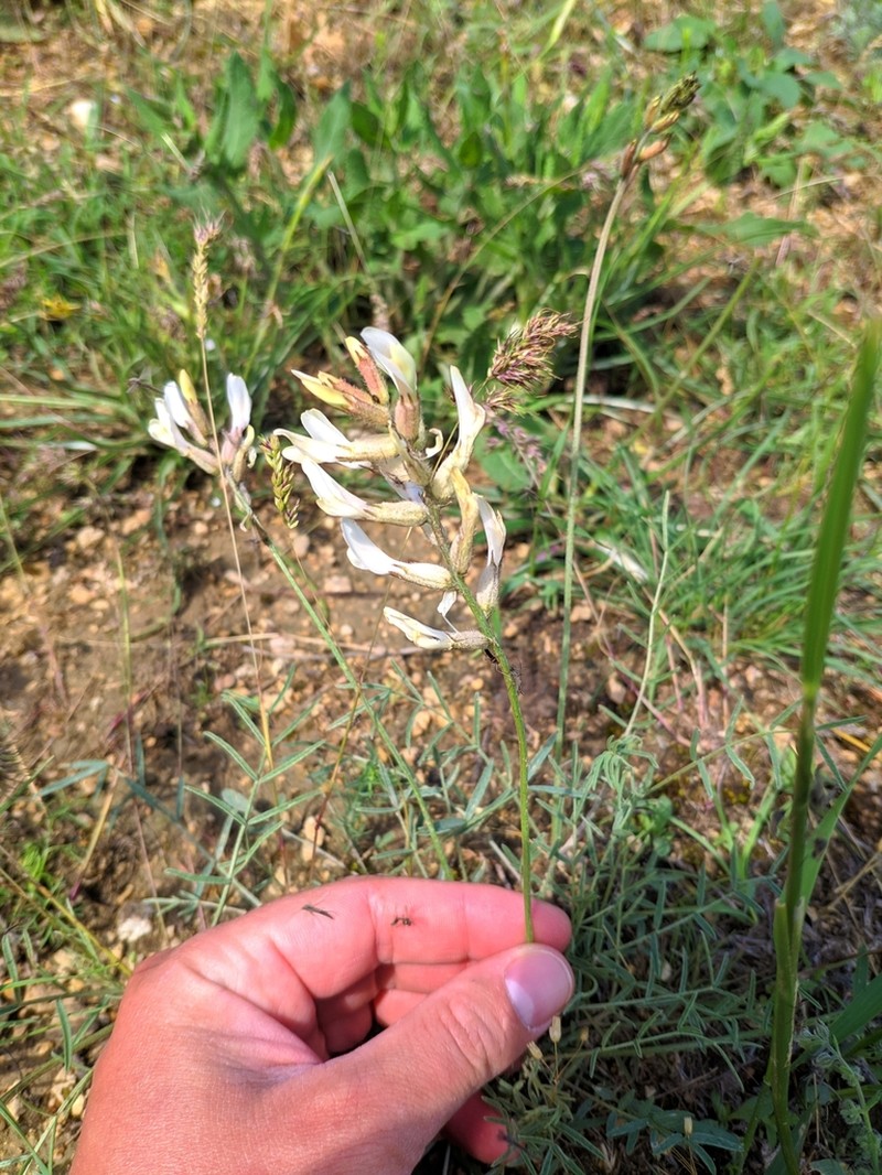 Astragalus pallescens photo 7