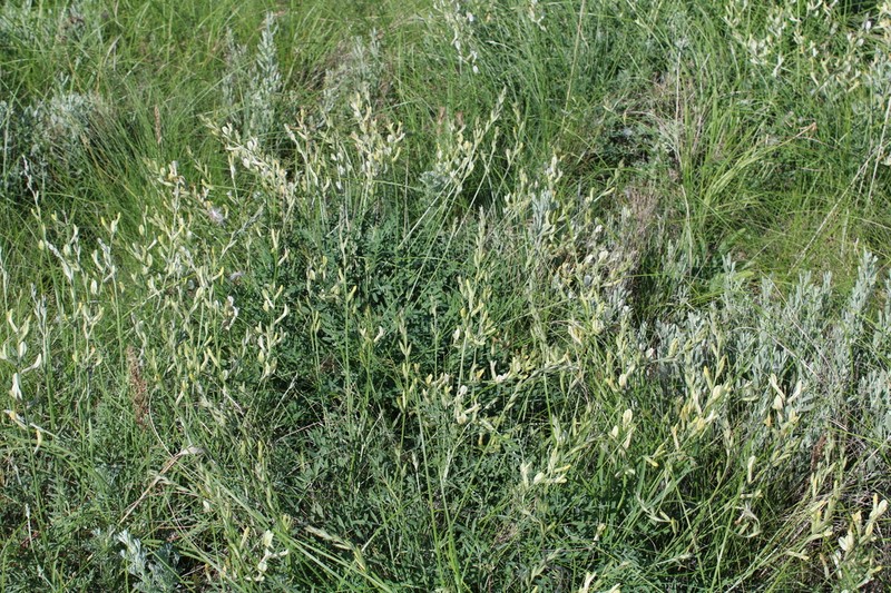 Astragalus pallescens photo 8