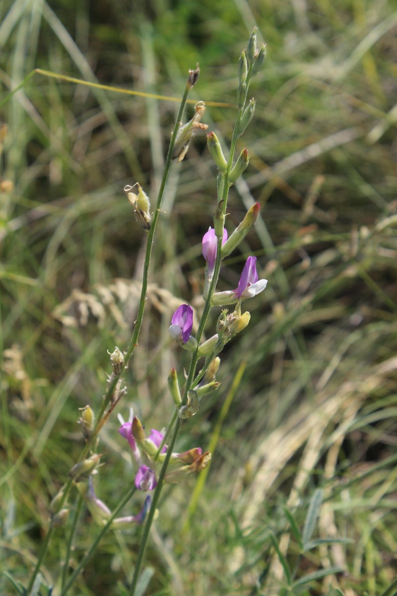 Astragalus pallescens