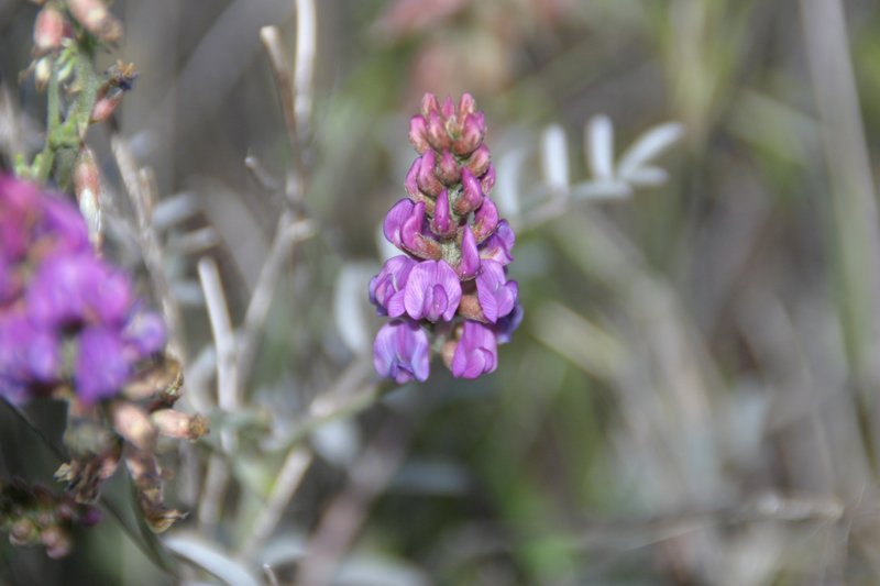 Palmer's Milkvetch