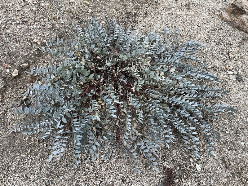 Palmer's Milkvetch photo 3