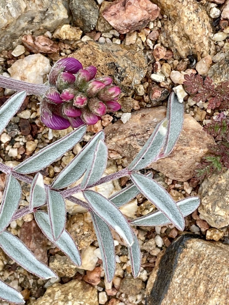 Palmer's Milkvetch photo 4