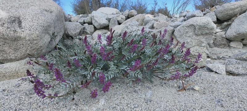 Palmer's Milkvetch photo 5