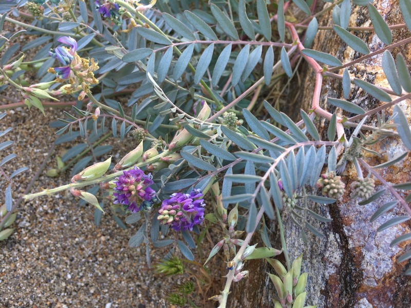 Palmer's Milkvetch photo 6