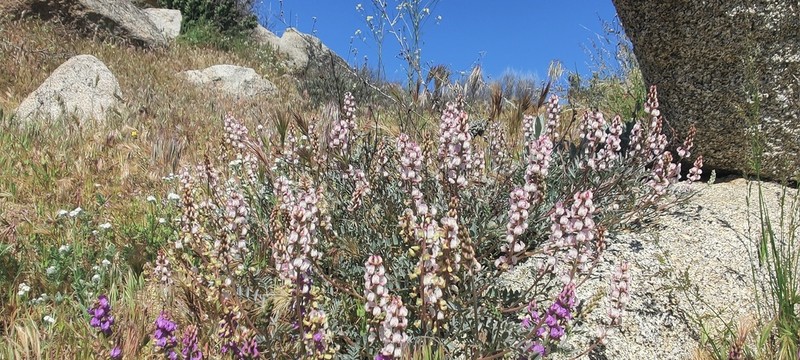Palmer's Milkvetch photo 7