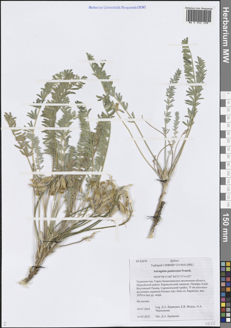 Astragalus pamirensis