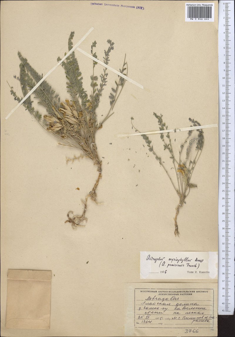 Astragalus pamirensis photo 2