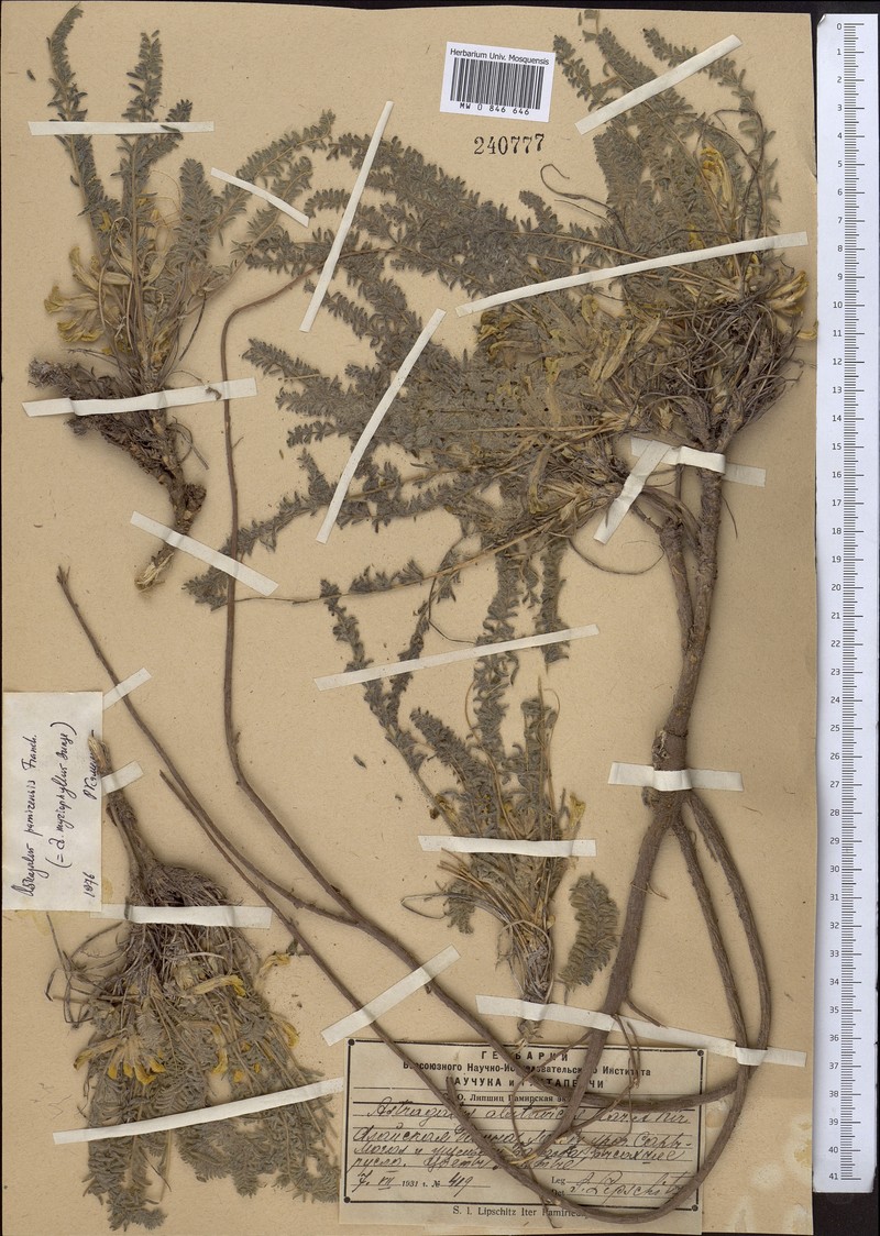 Astragalus pamirensis photo 3